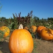 2008-10-07 (050).jpg